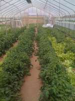 Greenhouse_garden